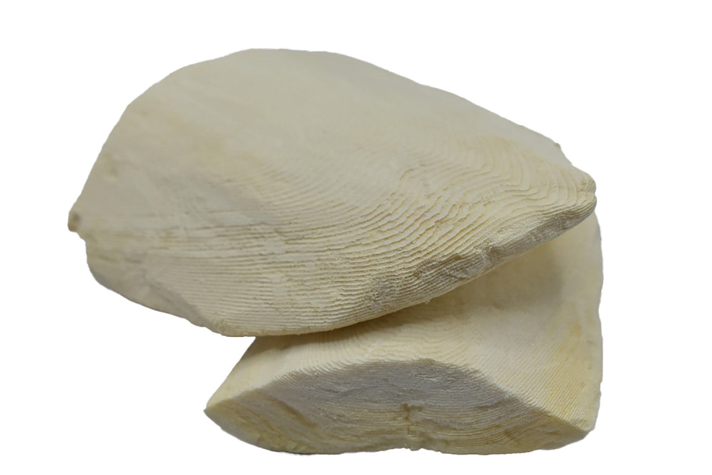 HAI PIAO XIAO - 海螵蛸 - Cuttlefish Bone - Custom Amount